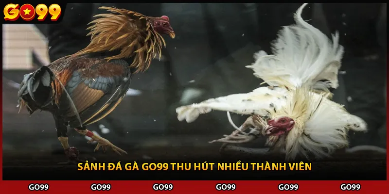 Sảnh đá gà Go99 thu hút nhiều thành viên